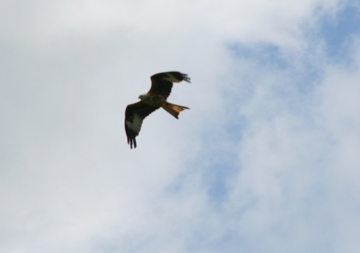 IMG_5484.JPG