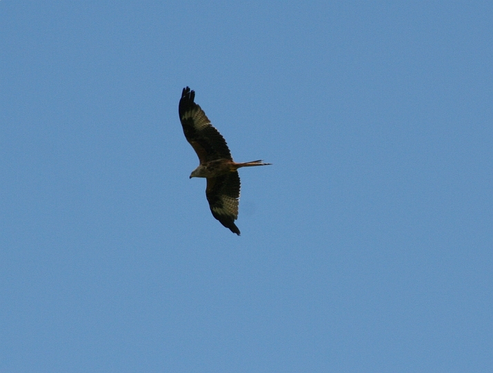 IMG_5486.JPG