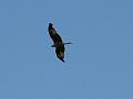 IMG_5486