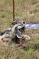 2010_07_17_1469